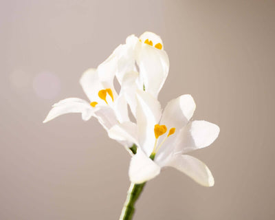 -Boutonnière Hyazinthe Weiß 3er (Hyacinthus) - Herr von Welt - Herr von Welt