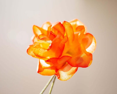 -Boutonnière Rose Orange (Rosa odorata) - Herr von Welt - Herr von Welt