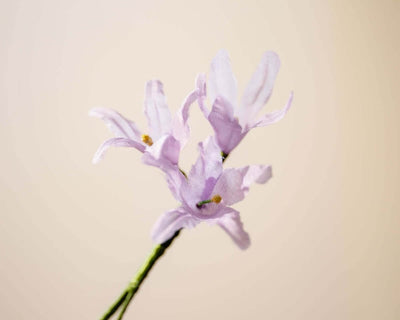 -Boutonnière Almrausch 3er (Rhododendron hirsutum) - Herr von Welt - Herr von Welt