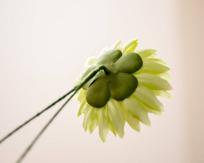 -Boutonnière Chrysantheme Hellgrün (Chrysanthemum) - Herr von Welt - Herr von Welt