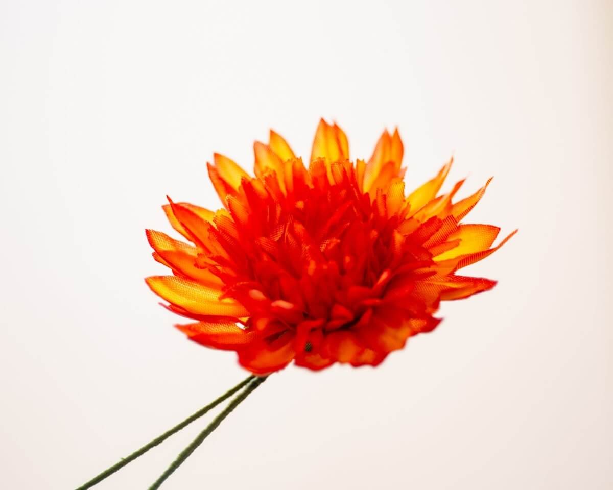 -Boutonnière Chrysantheme Orange (Chrysanthemum) - Herr von Welt - Herr von Welt