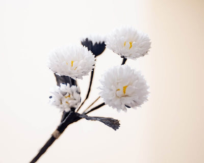 -Boutonnière Gänseblümchen Weiß (Bouquet) - Herr von Welt - Herr von Welt
