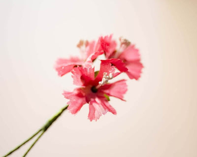 -Boutonnière Gartennelke Rosa 3er (Dianthus caryophyllus) - Herr von Welt - Herr von Welt