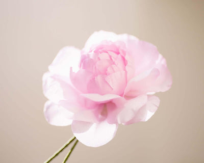 -Boutonnière Kamelie Rosa (Camellia) - Herr von Welt - Herr von Welt