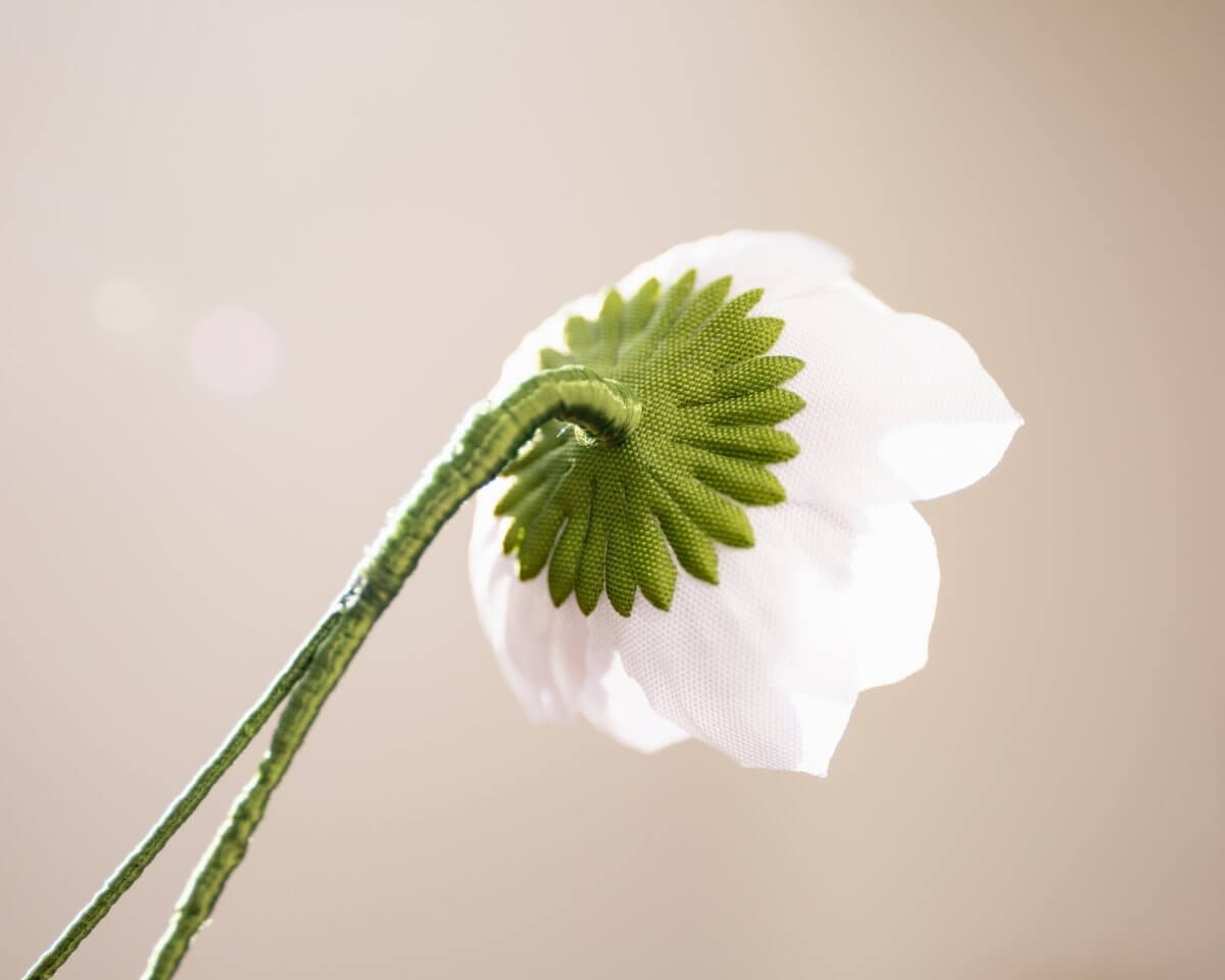 -Boutonnière Lotusblüte Weiß-Braun (Nelumbo) - Herr von Welt - Herr von Welt