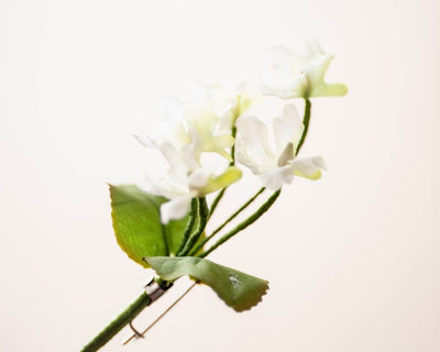 -Boutonnière Veilchen Weiß (Bouquet) - Herr von Welt - Herr von Welt