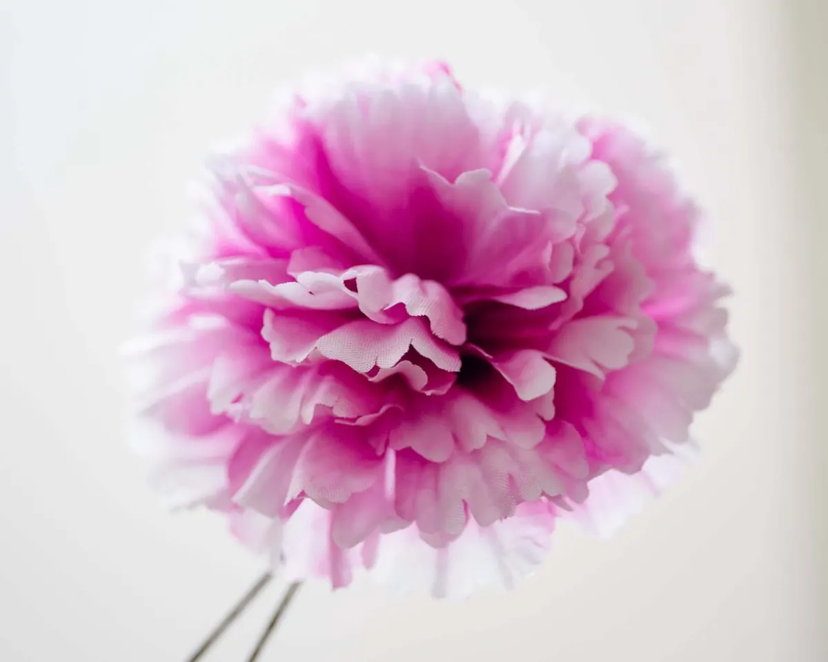 Boutonnière carnation magenta c large (Caryophyllaceae) - view 2