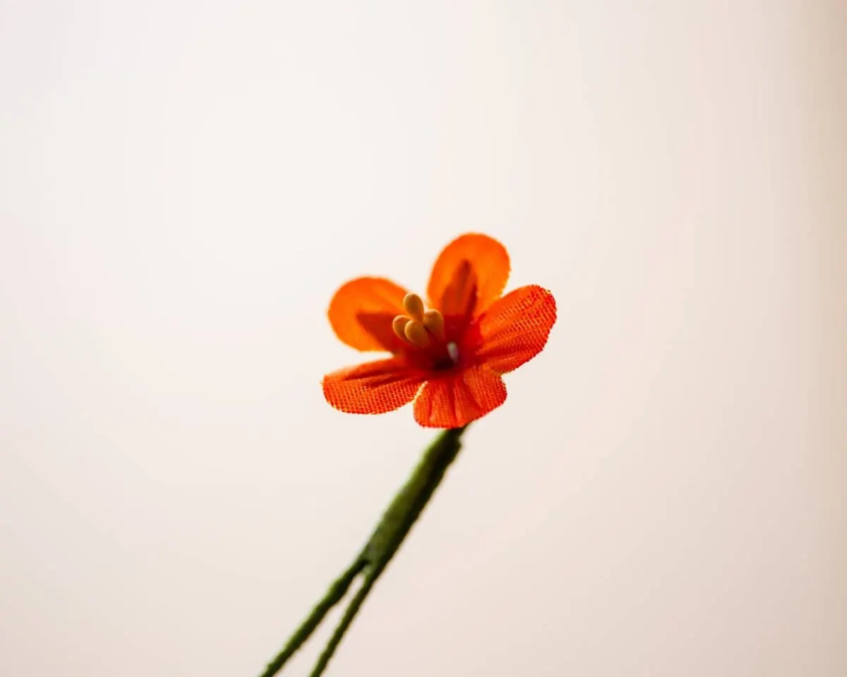 Boutonnière Field Pimpernel Mini (Anagallis arvensis) - view 2