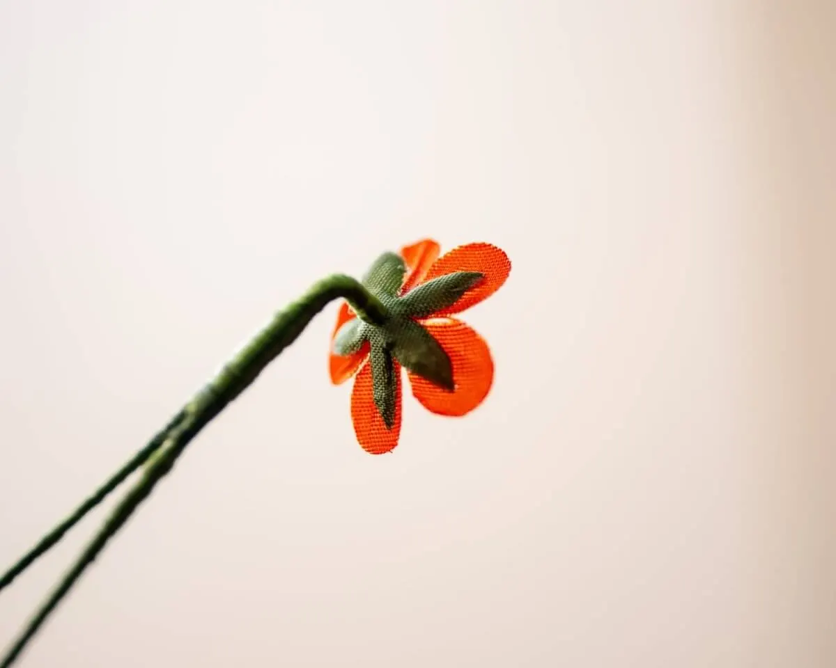 Boutonnière Field Pimpernel Mini (Anagallis arvensis) - view 3
