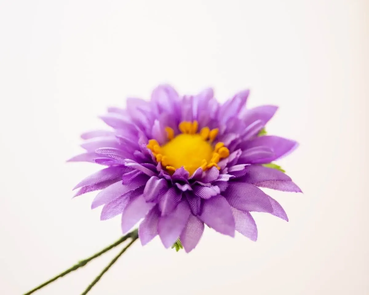 Buttonhole Aster Violett Large - view 2
