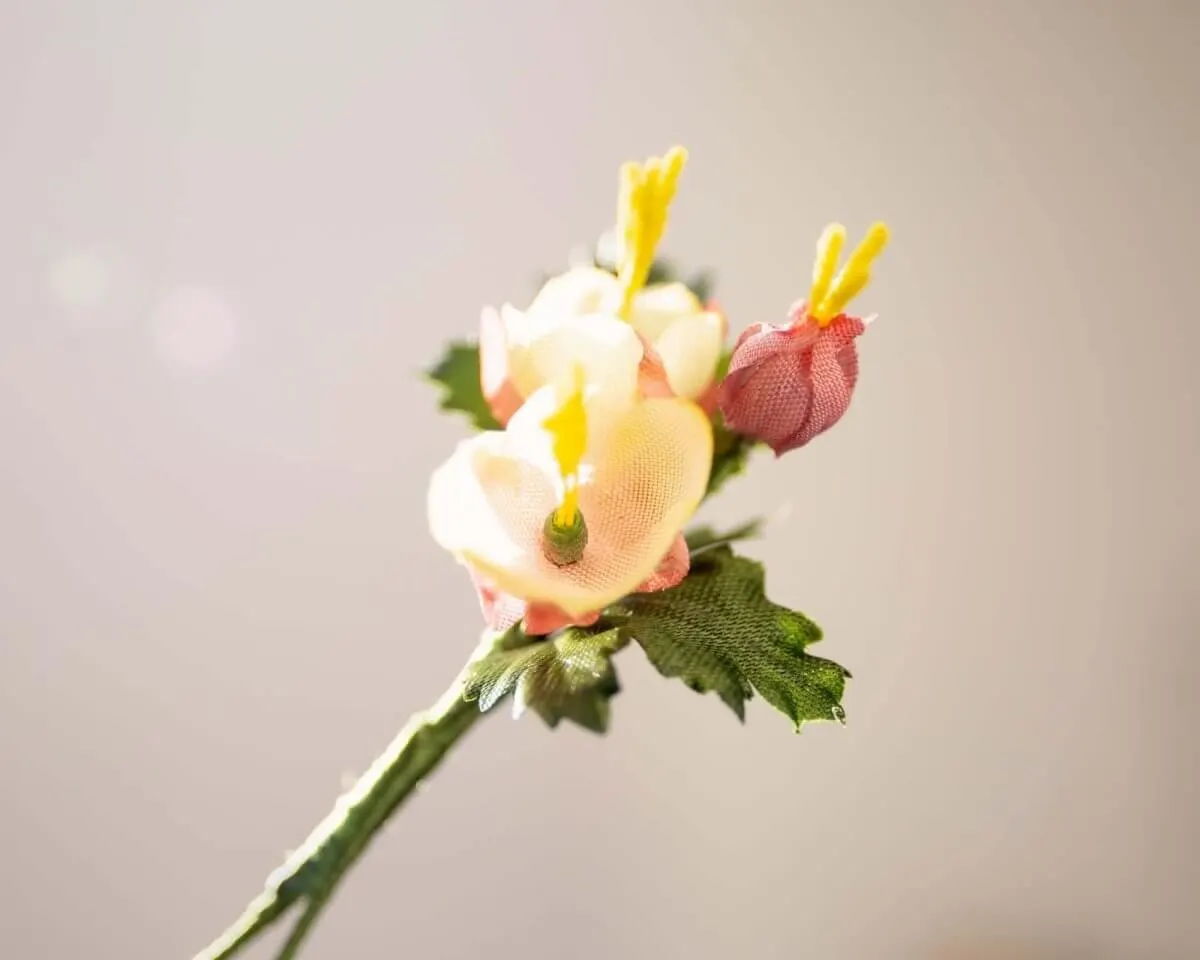 Boutonnière brook avens (Geum rivale) - view 2