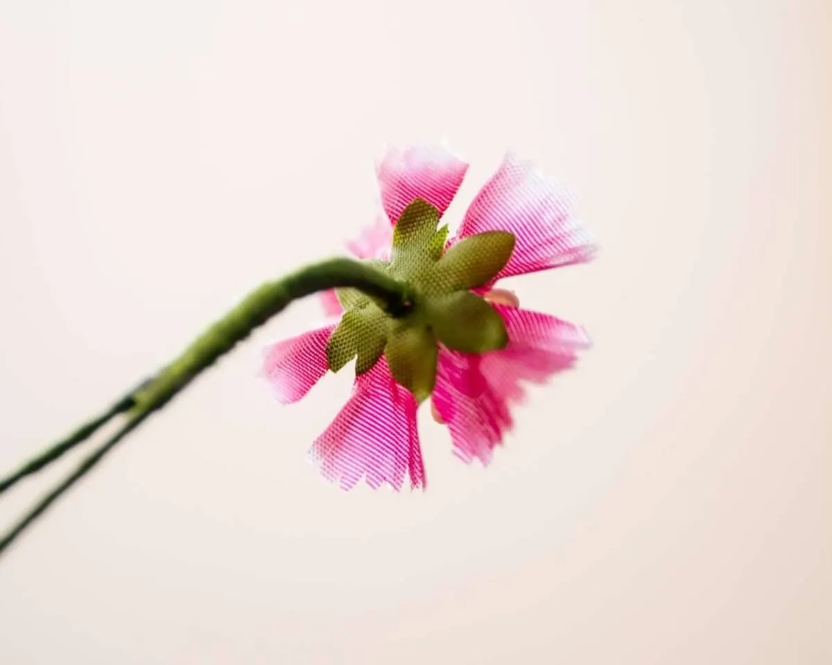 Boutonnière clove mini (Dianthus barbatus) - view 3