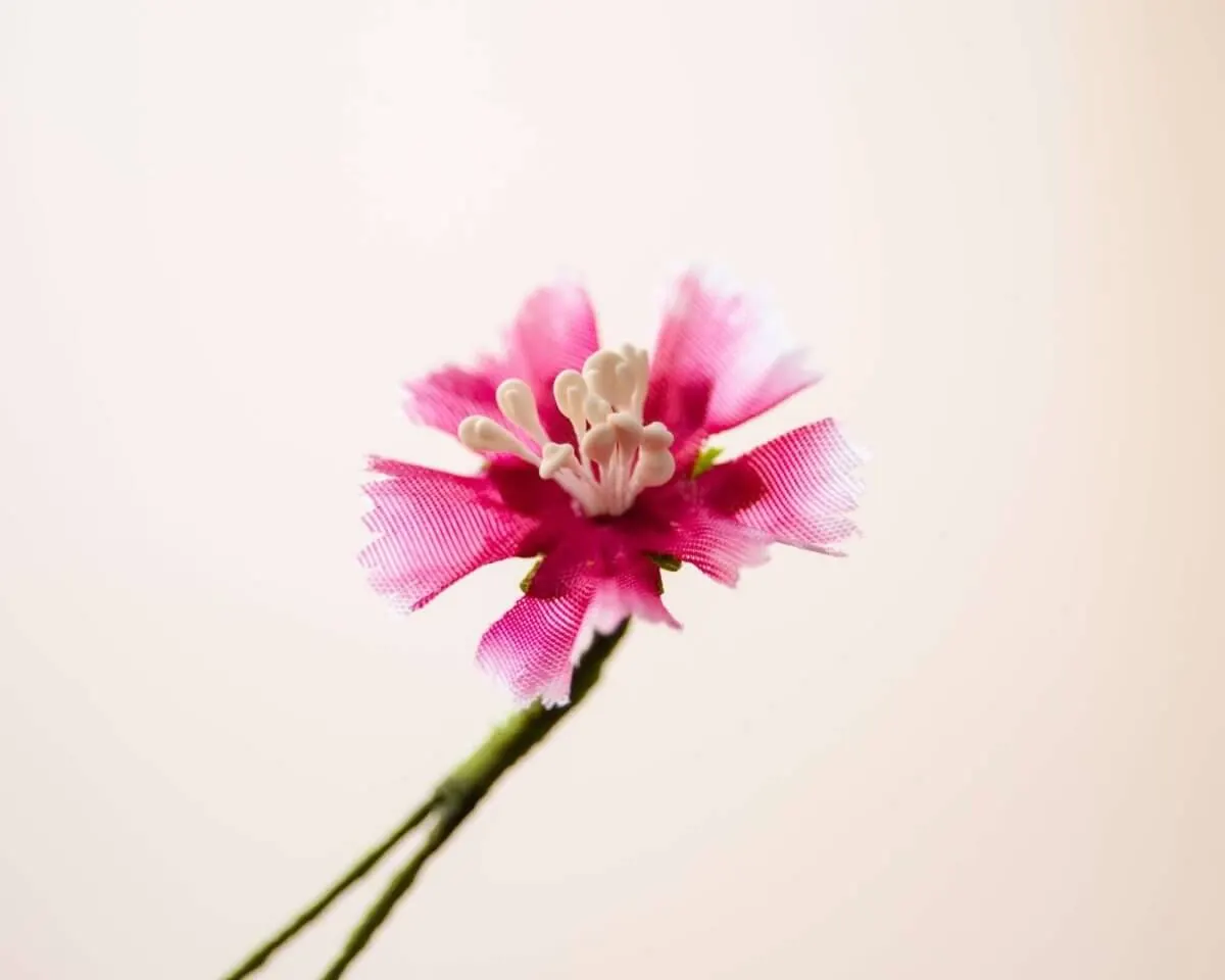 Boutonnière clove mini (Dianthus barbatus) - view 2
