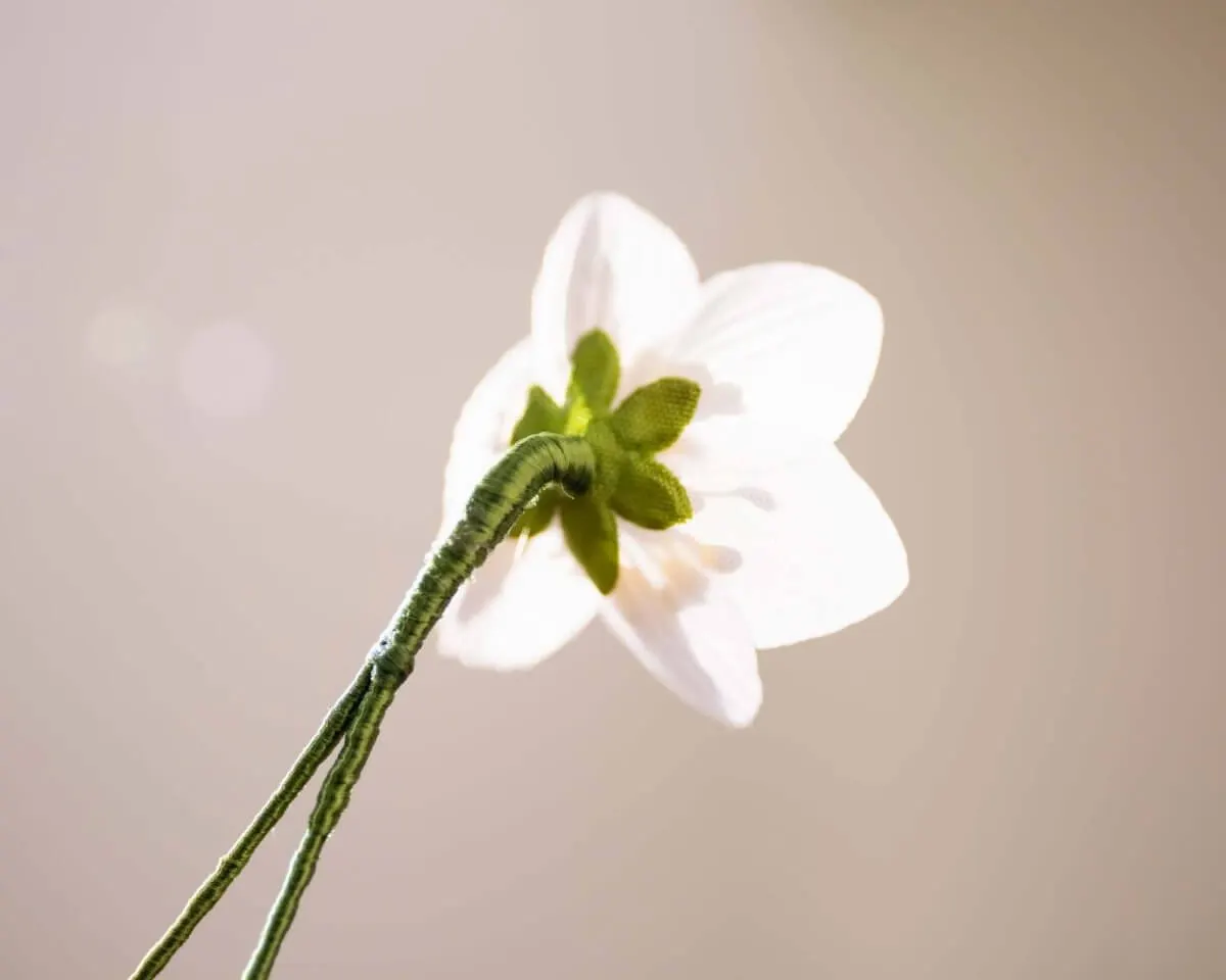 Boutonnière wood anemone (Anemone nemorosa) - view 3