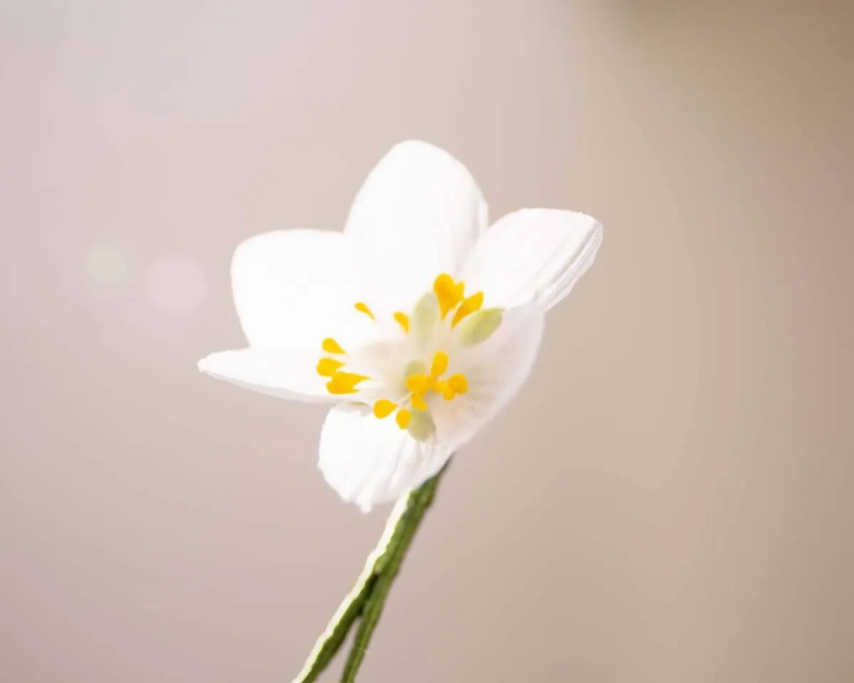 Boutonnière wood anemone (Anemone nemorosa) - view 2