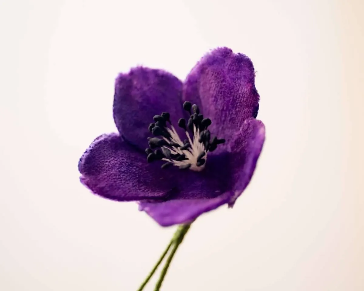 Boutonnière christmas rose violet (Helleborus niger) - view 2