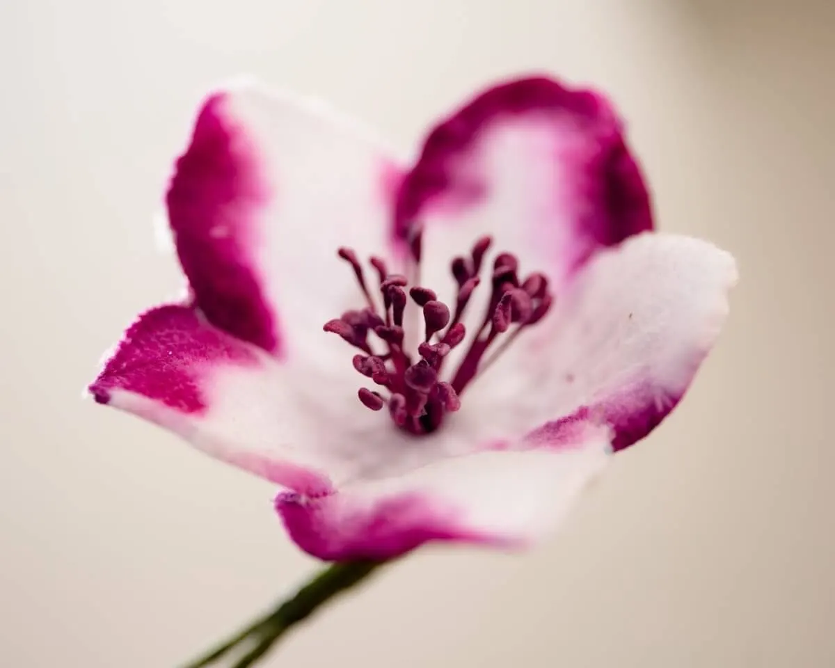 Boutonnière Christmas Rose White-Violet (Helleborus niger) - view 2