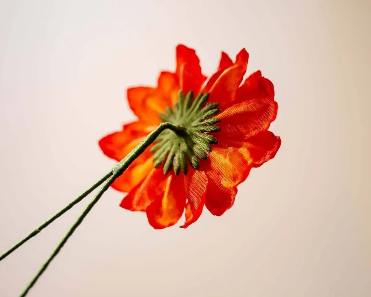 Boutonnière dahlia orange (Dahlia) - view 3