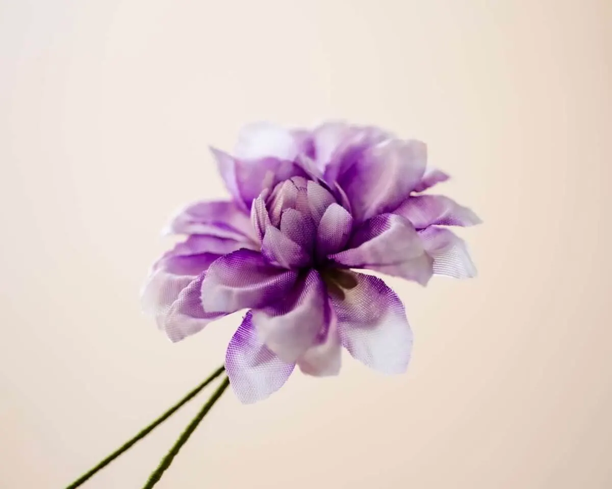 Boutonnière dahlia white-purple (Dahlia) - view 2