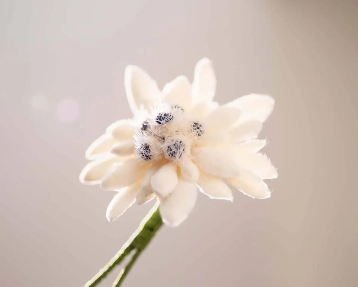 Boutonnière edelweiss (Leontopodium alpinum) - view 2