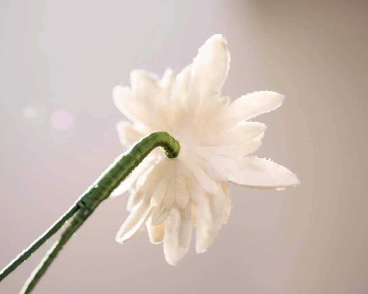 Boutonnière edelweiss (Leontopodium alpinum) - view 3