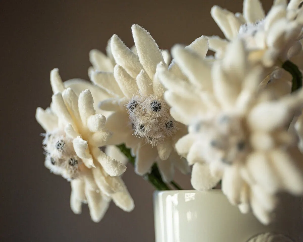 Boutonnière edelweiss (Leontopodium alpinum) - view 14