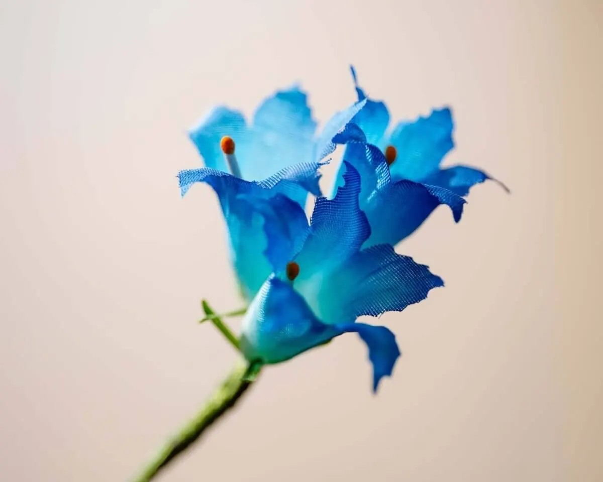 Boutonnière gentian triple (Gentianaceae) - view 2
