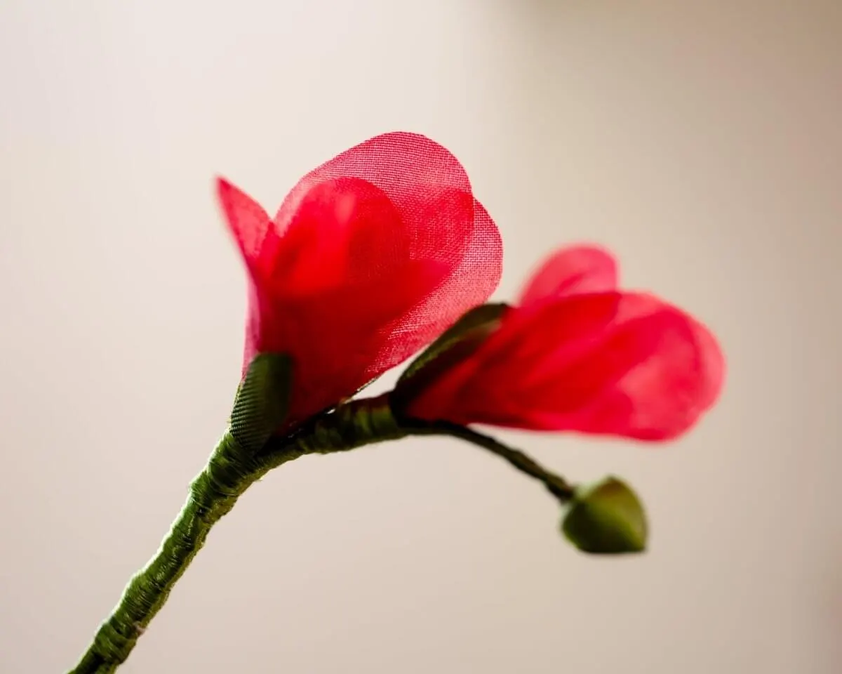 Boutonnière Freesie Rot (Freesia rubrum) - view 2