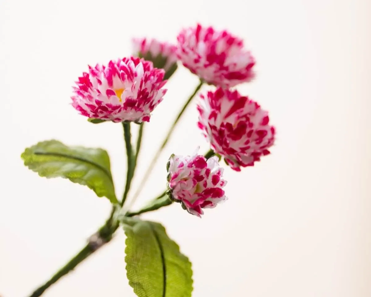 Boutonnière daisy magenta-white (bouquet) - view 2