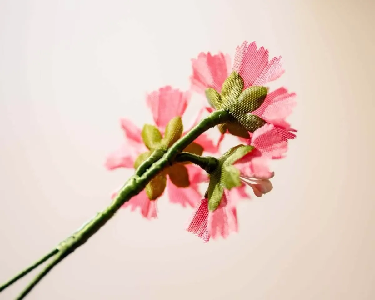 Boutonnière clove pink triple (Dianthus caryophyllus) - view 3