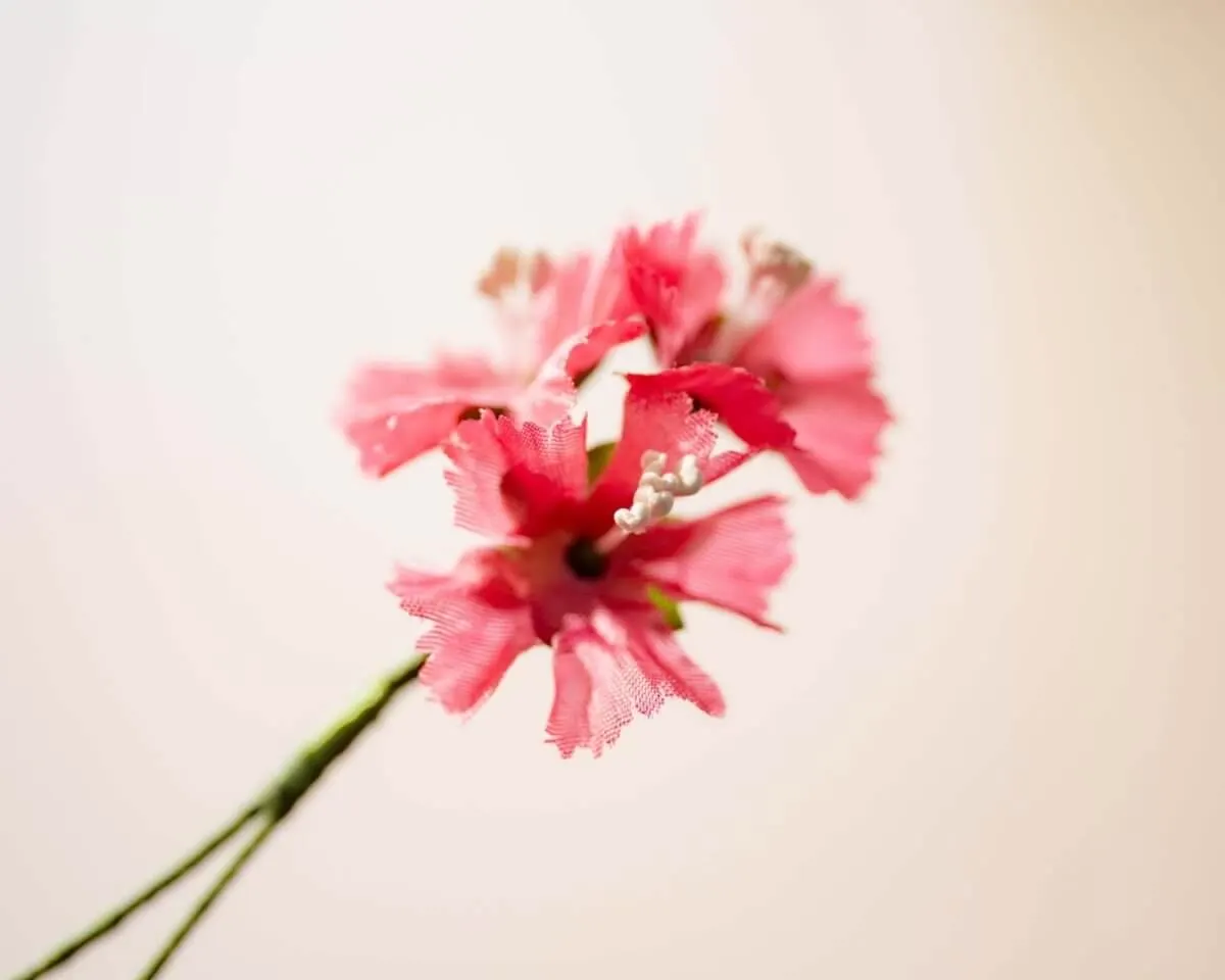 Boutonnière clove pink triple (Dianthus caryophyllus) - view 2