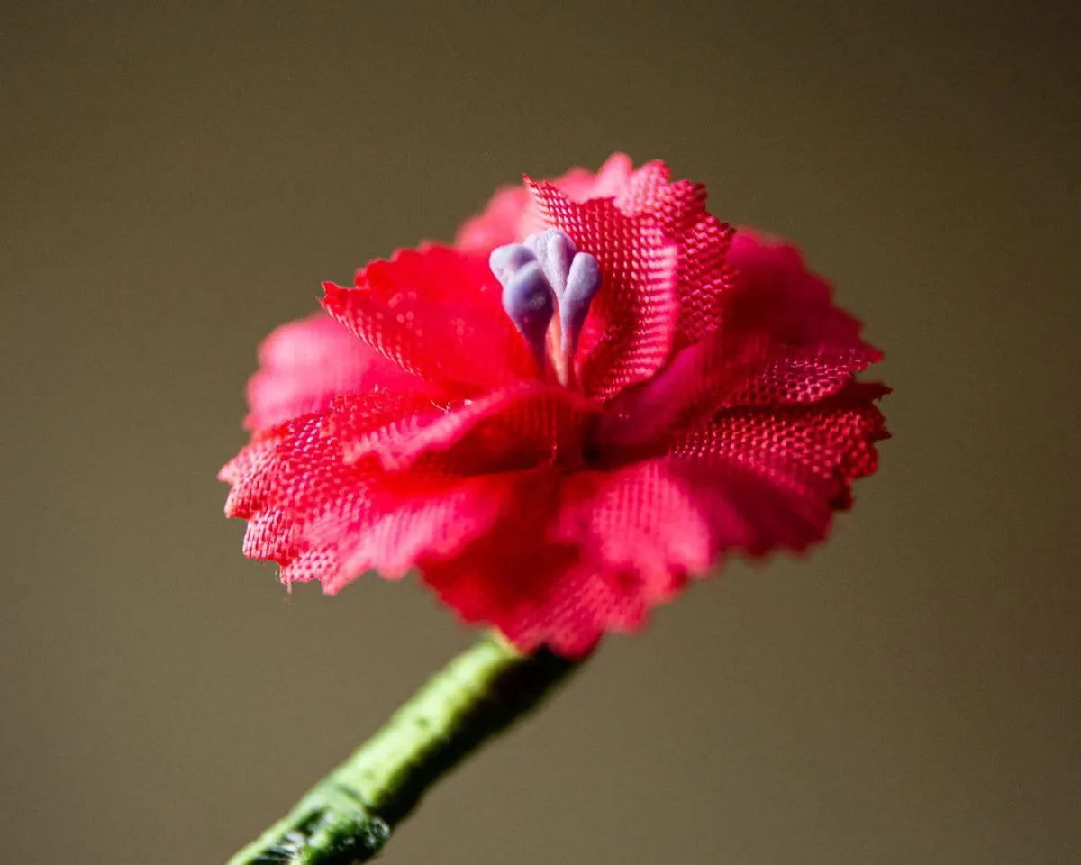 Boutonnière geranium pink mini (Geranium) - view 4