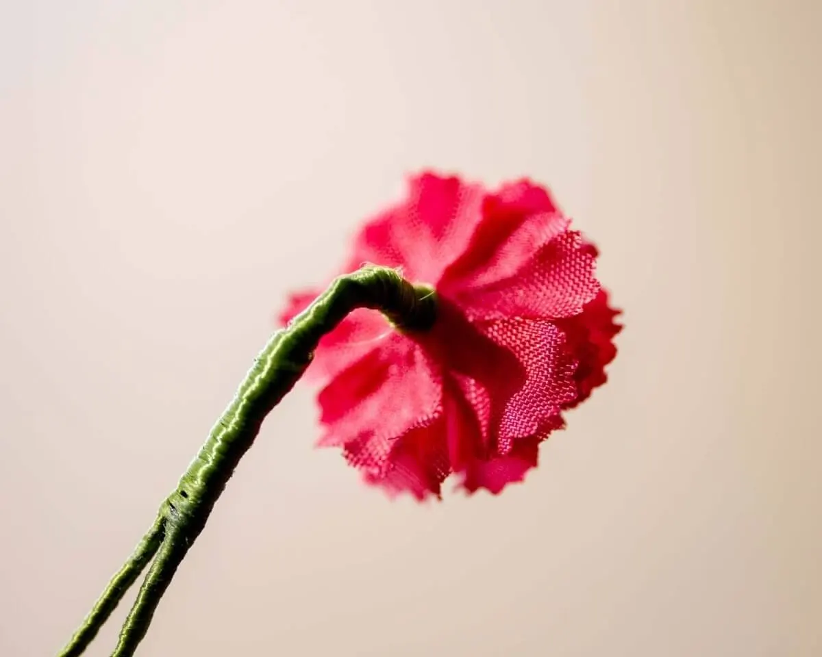 Boutonnière geranium pink mini (Geranium) - view 3