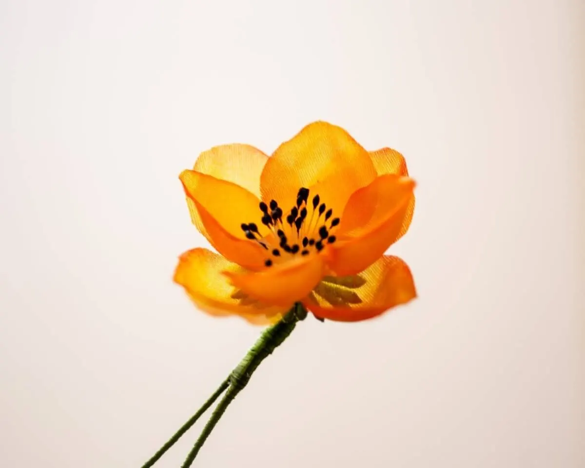 Boutonnière Hedge Rose Orange (Rosa corymbifera) - view 2