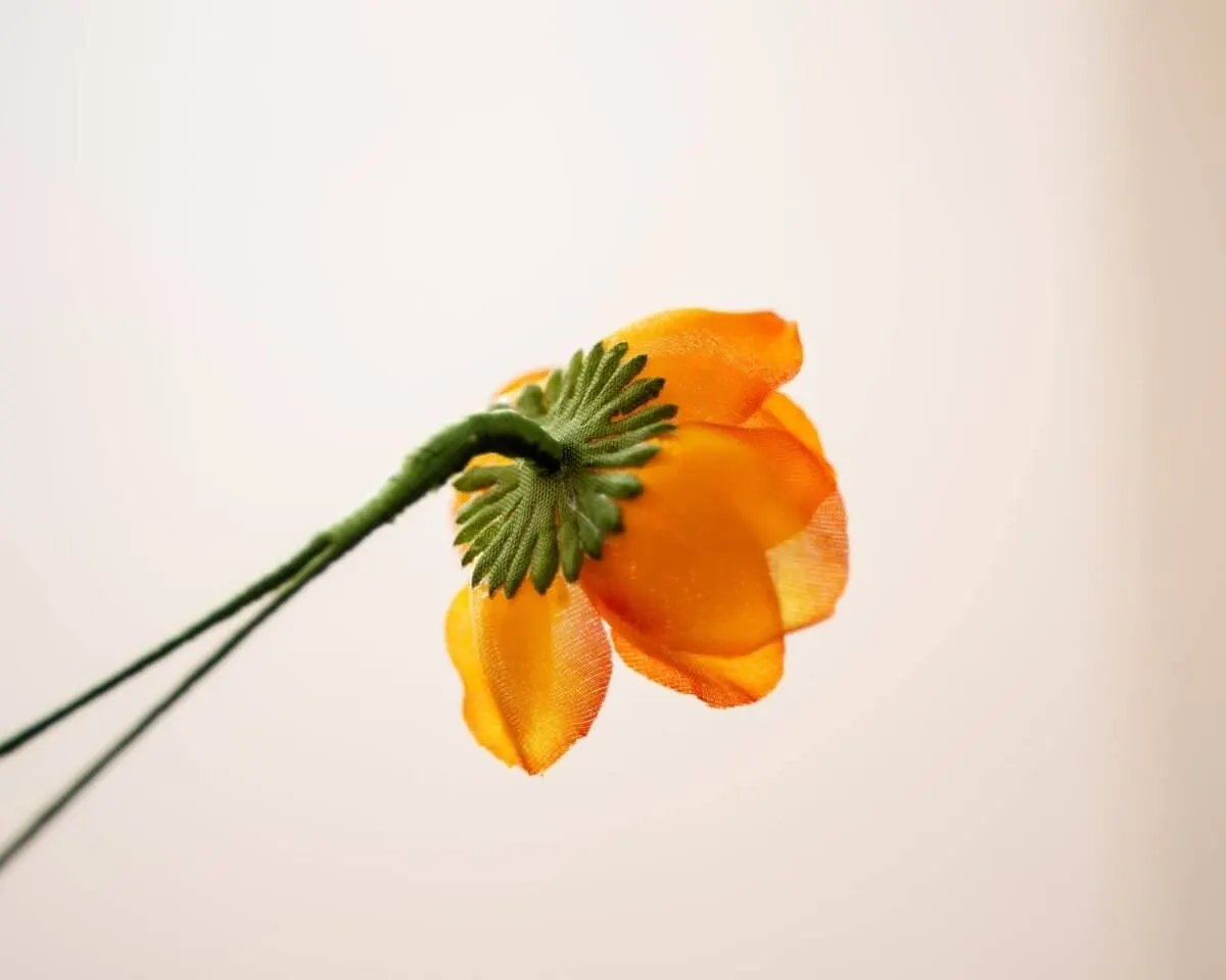 Boutonnière Hedge Rose Orange (Rosa corymbifera) - view 3