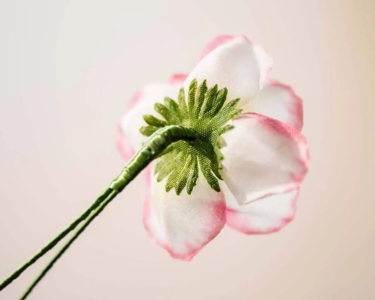 Boutonnière hedge rose (Rosa corymbifera) - view 3