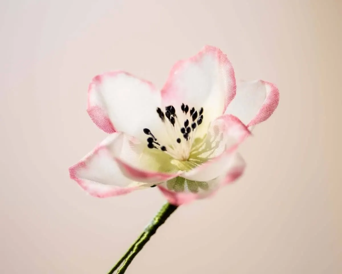 Boutonnière hedge rose (Rosa corymbifera) - view 2