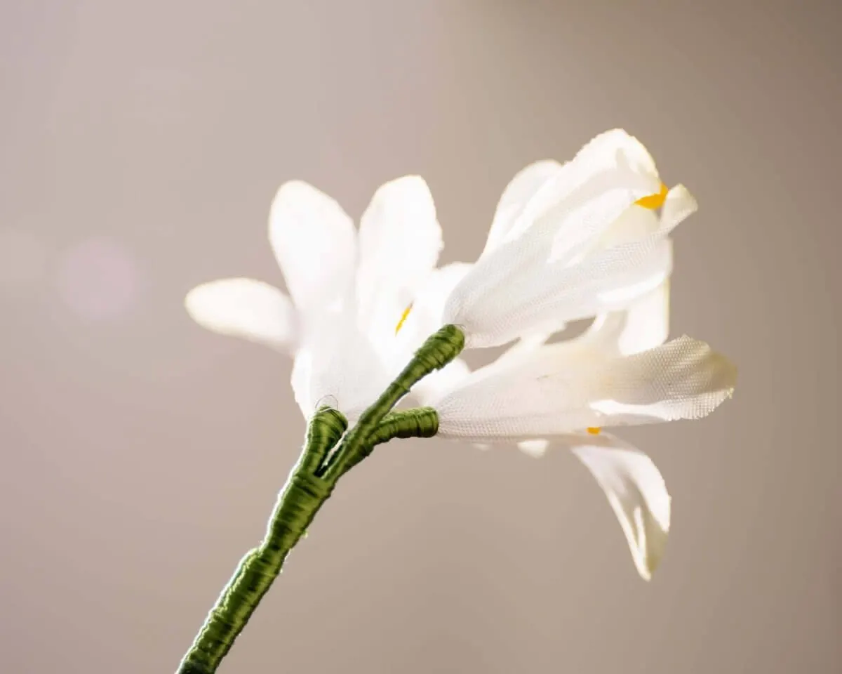 Boutonnière hyacinth white triple (Hyacinthus) - view 3