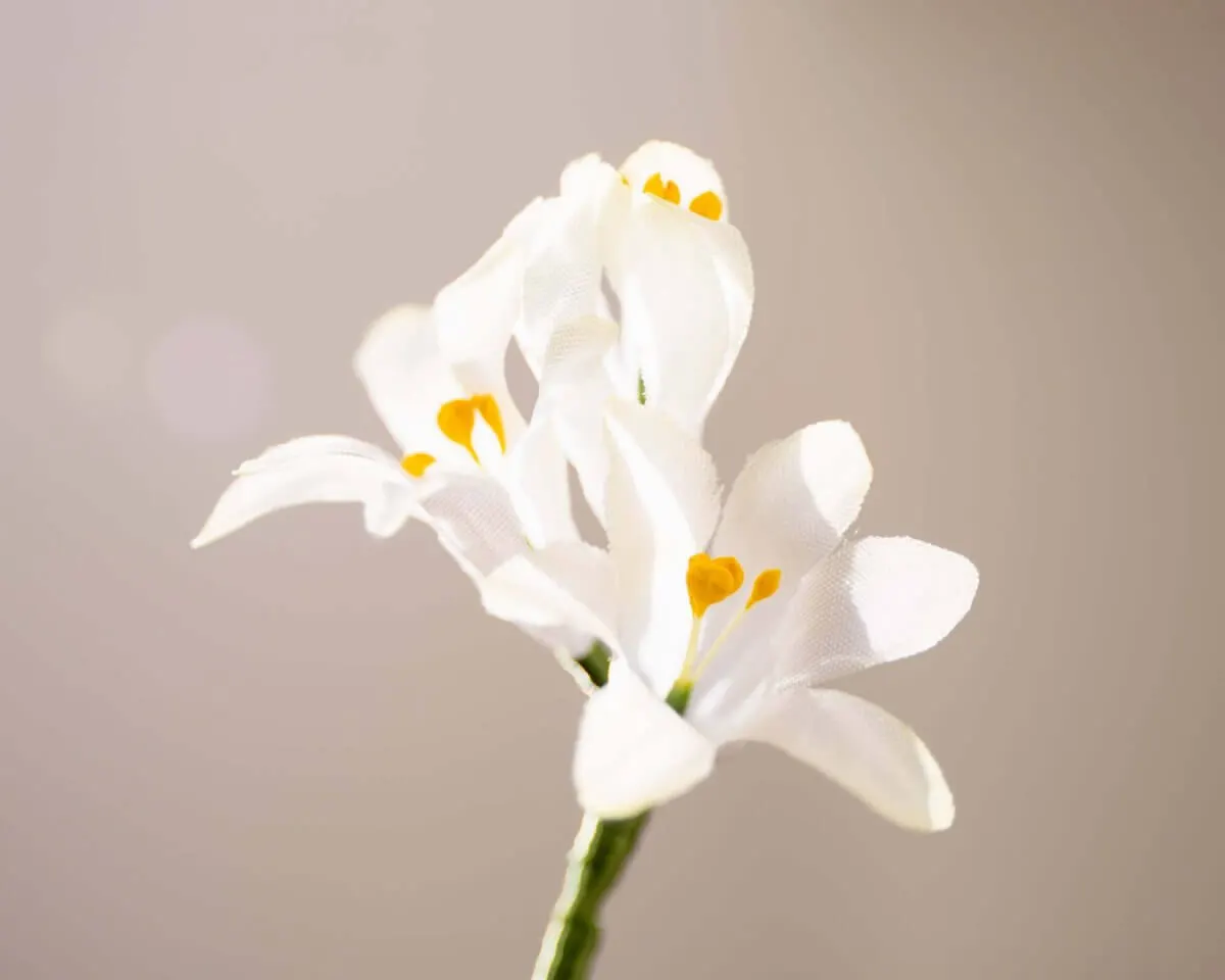 Boutonnière hyacinth white triple (Hyacinthus) - view 2