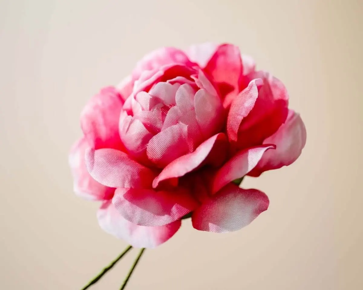 Boutonnière camellia magenta (Camellia) - view 2