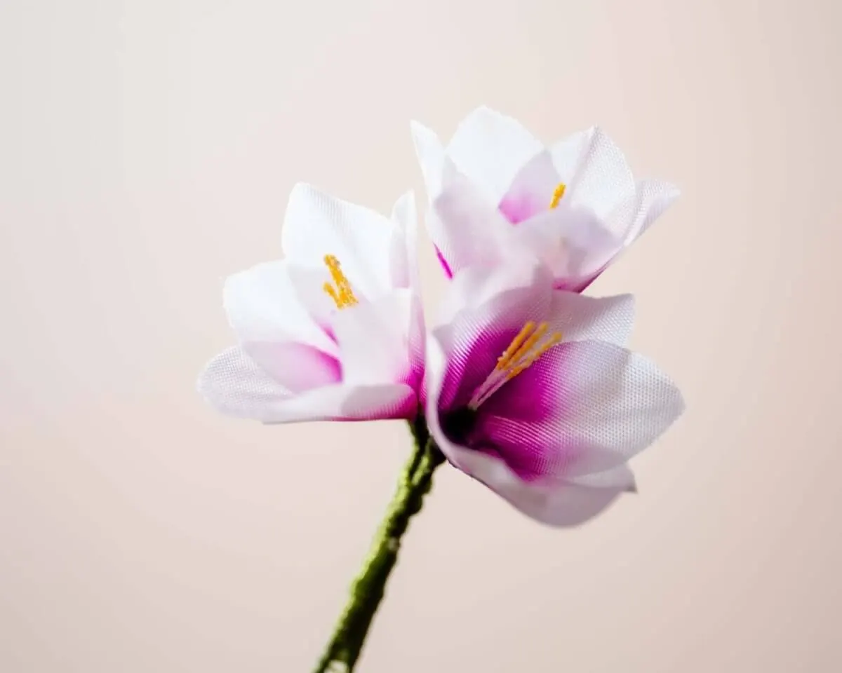 Boutonnière corn lily triple (Ixia) - view 2