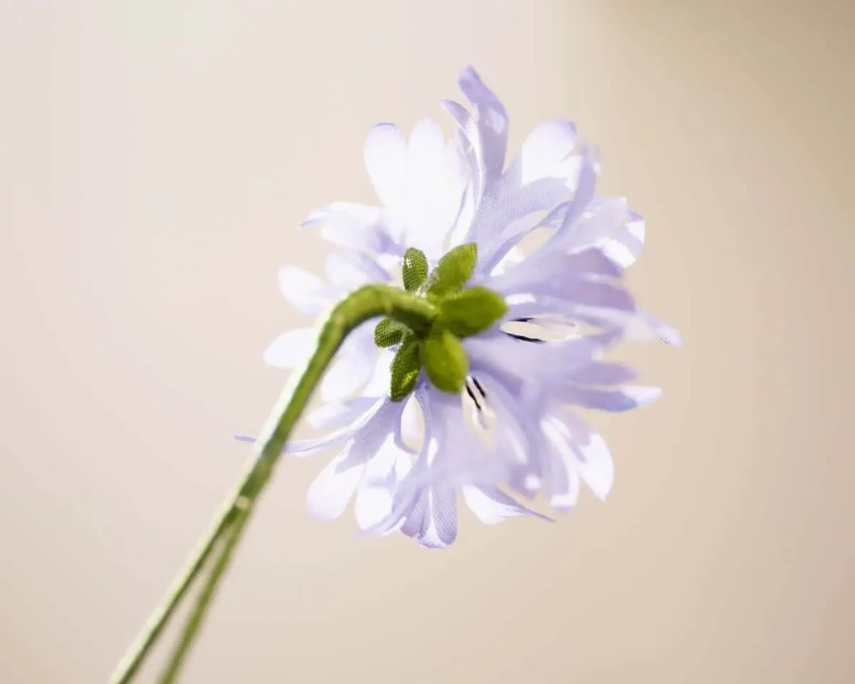 Boutonnière cornflower light blue (Cyanus segetum) - view 3