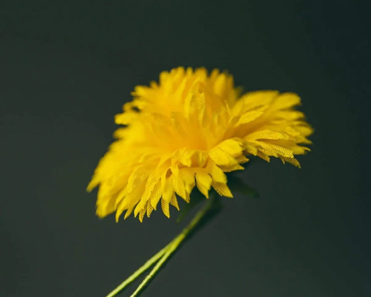 Boutonnière dandelion (Taraxacum sect.Ruderalia) - view 5