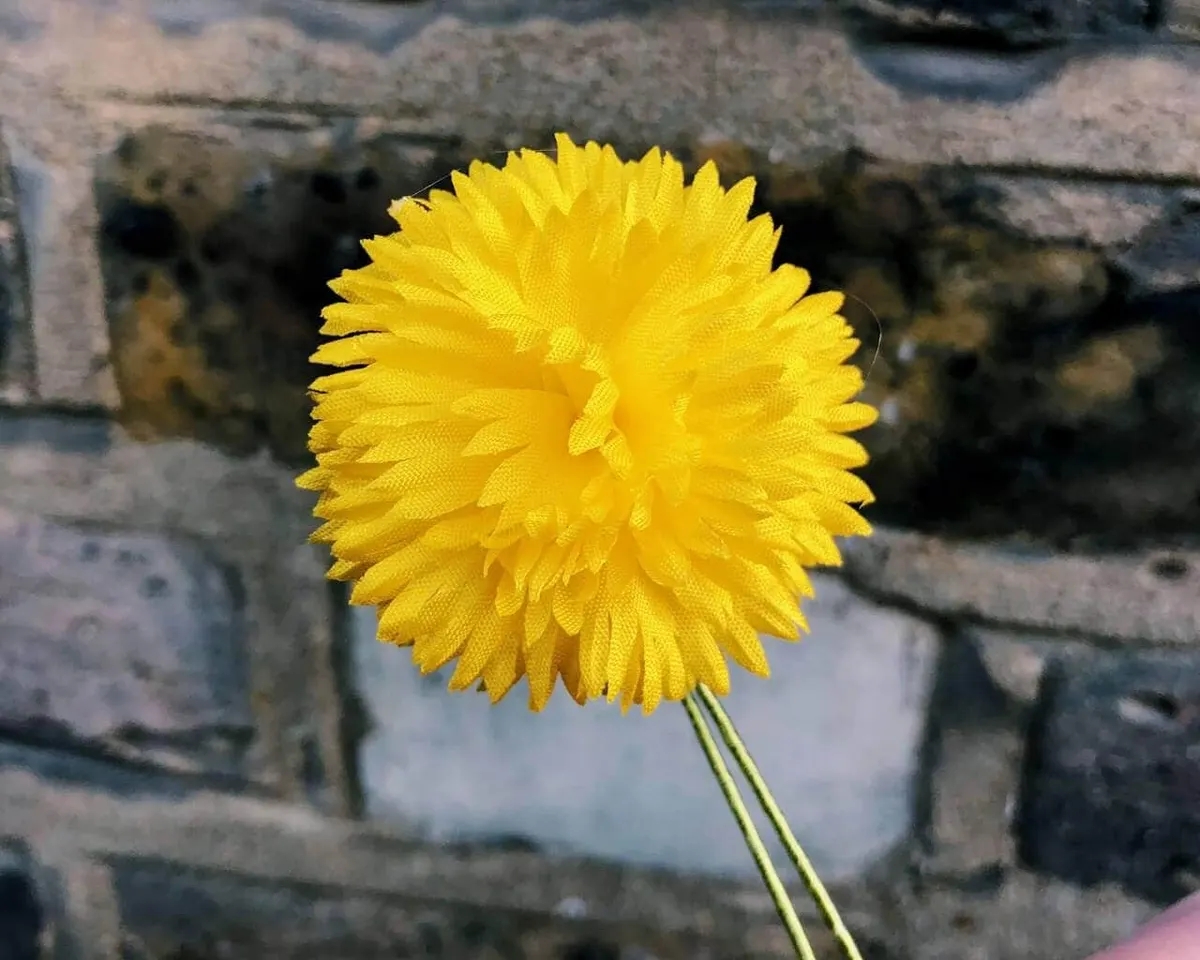 Boutonnière dandelion (Taraxacum sect.Ruderalia) - view 6