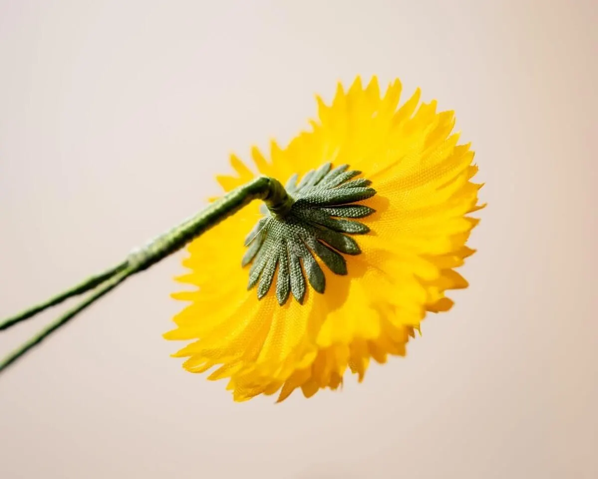 Boutonnière dandelion (Taraxacum sect.Ruderalia) - view 3