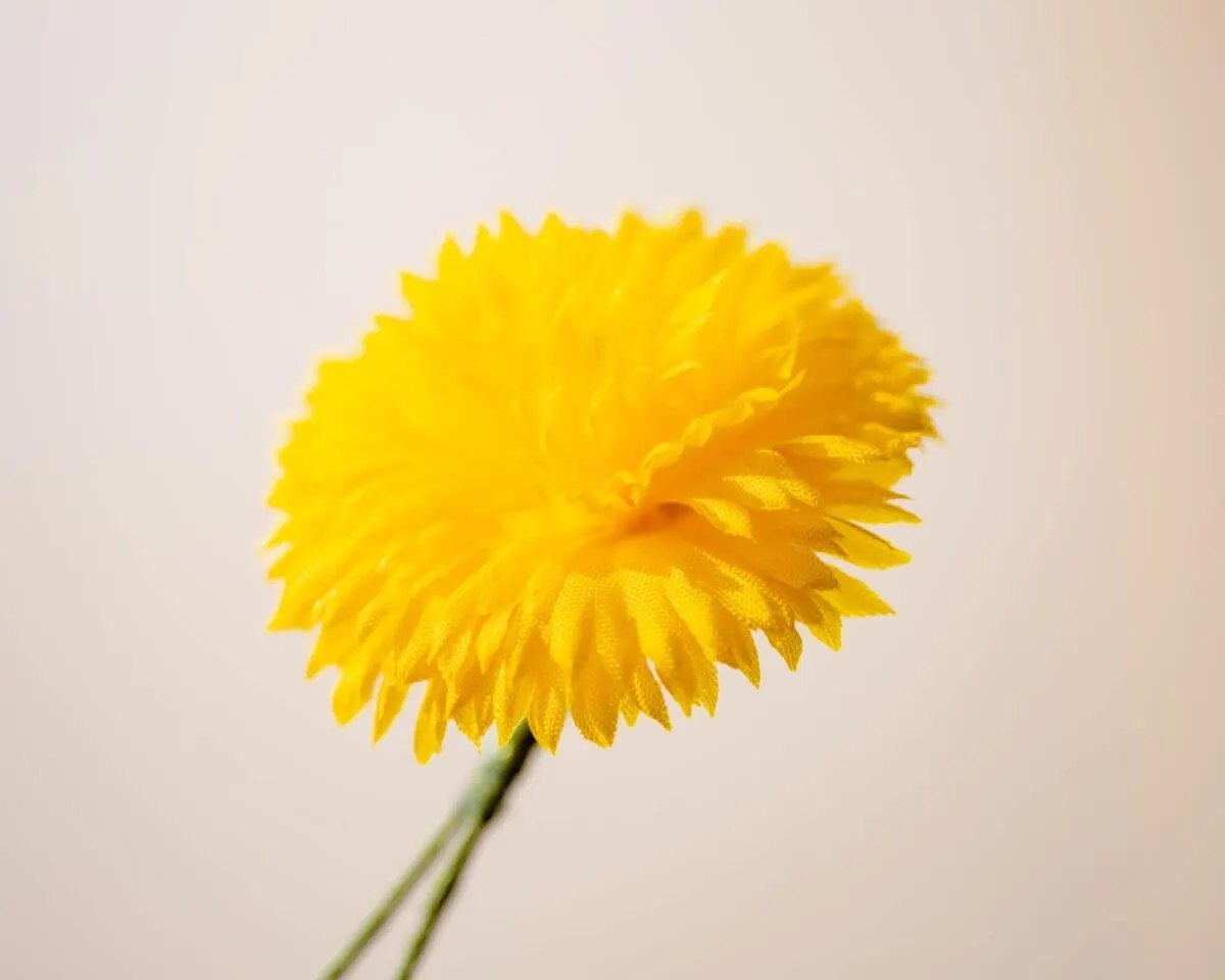 Boutonnière dandelion (Taraxacum sect.Ruderalia) - view 2