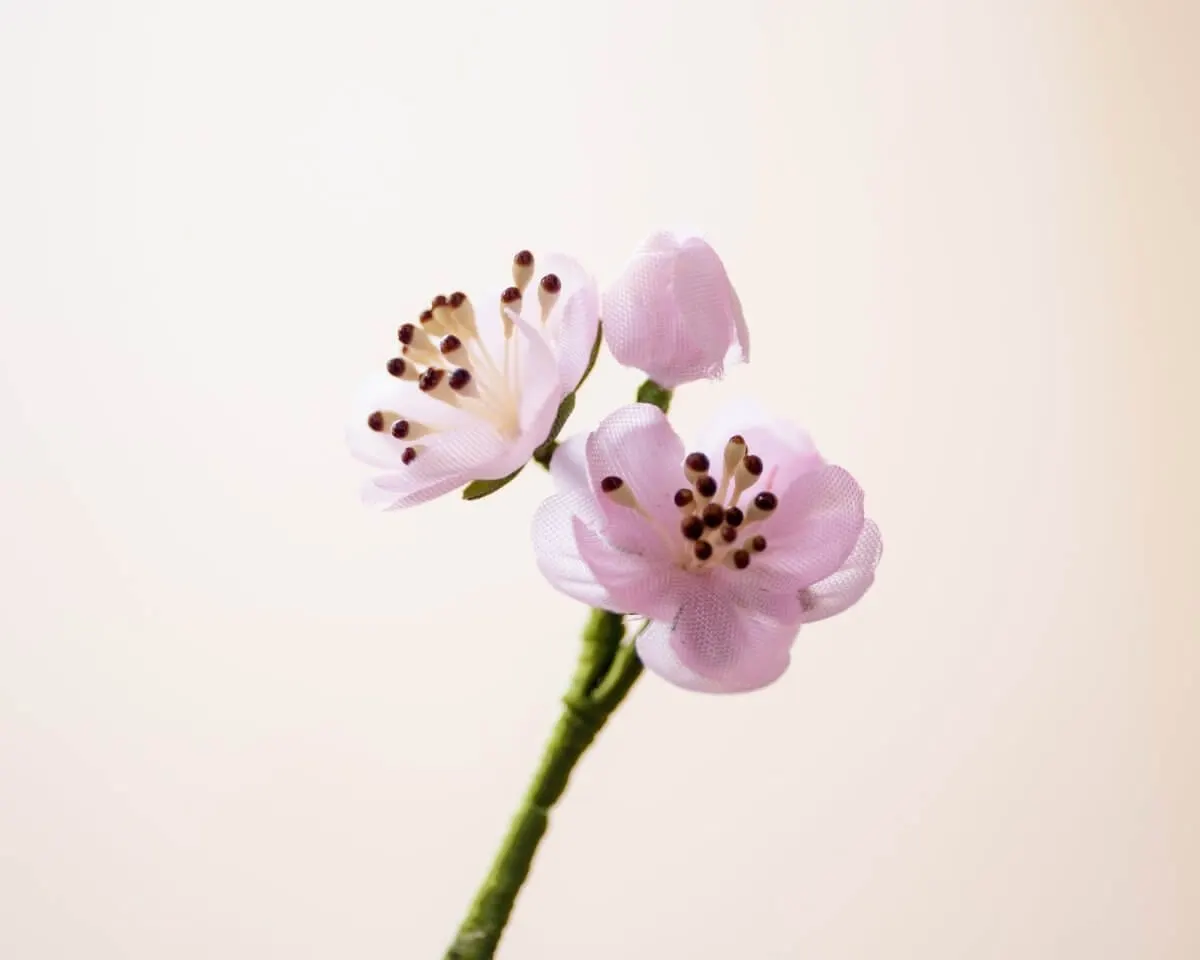 Boutonnière almond blossom triple (Prunus dulcis) - view 2