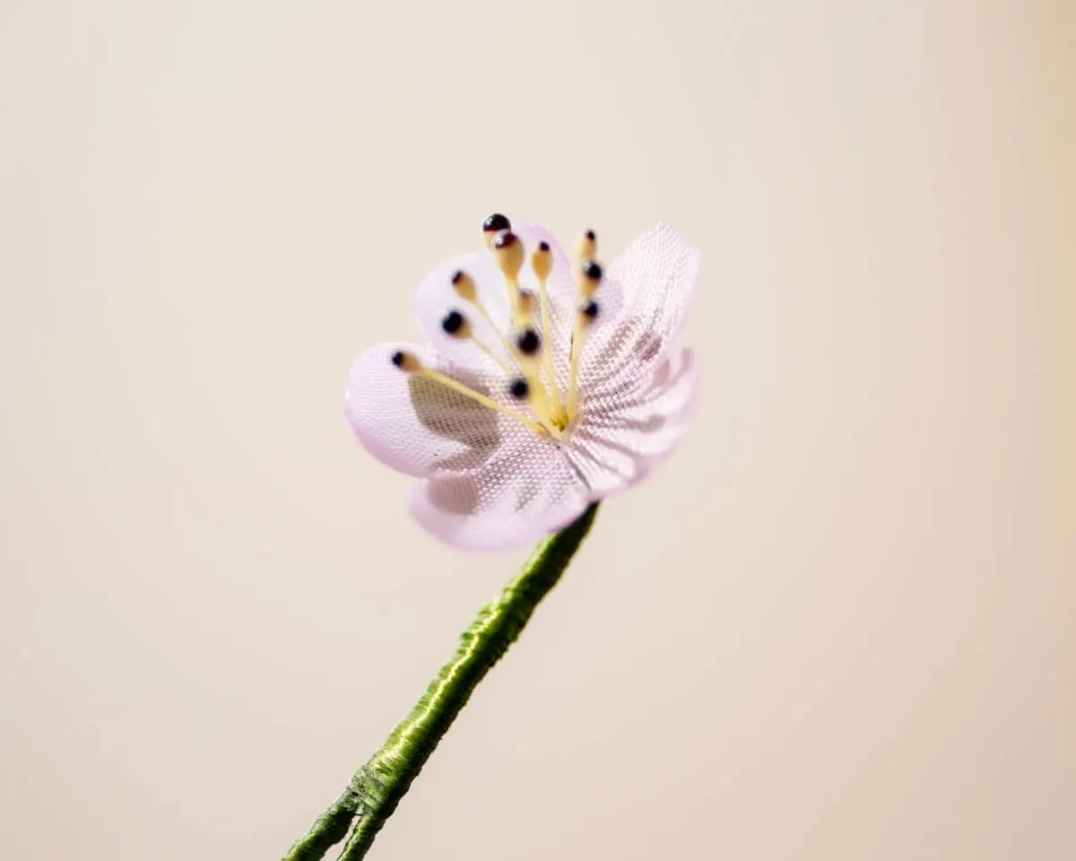 Boutonnière almond blossom mini (Prunus dulcis) - view 2