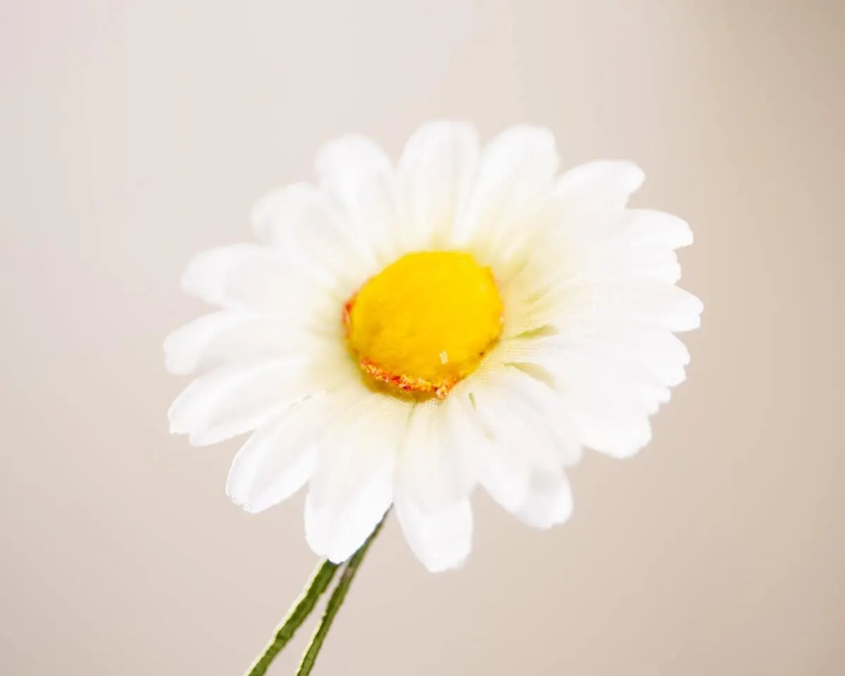 Boutonnière marguerite large (Leucanthemum) - view 2
