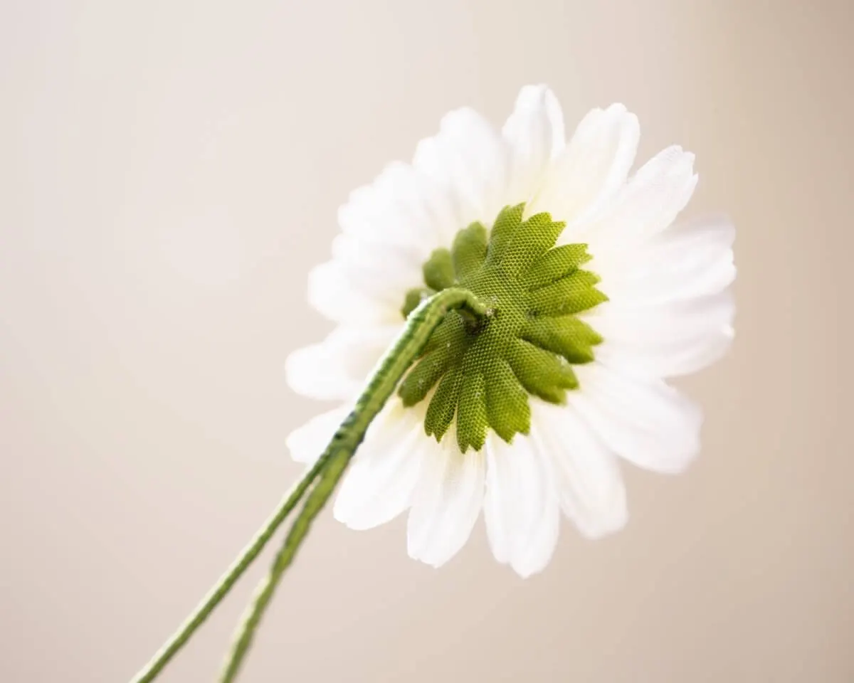Boutonnière marguerite large (Leucanthemum) - view 3